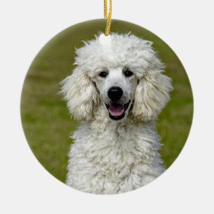 Ornamento De Cerâmica Poodle White Dog Photo
