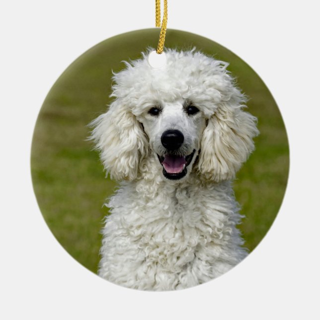 Ornamento De Cerâmica Poodle White Dog Photo (Frente)