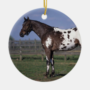 Ornamento De Cerâmica Posição do cavalo do Appaloosa