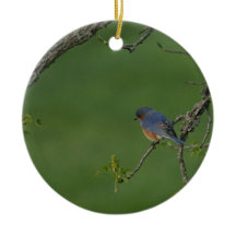 Primavera/páscoa: Bluebird masculino, Bluebird