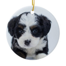 Primeiro Natal do Cãozinho