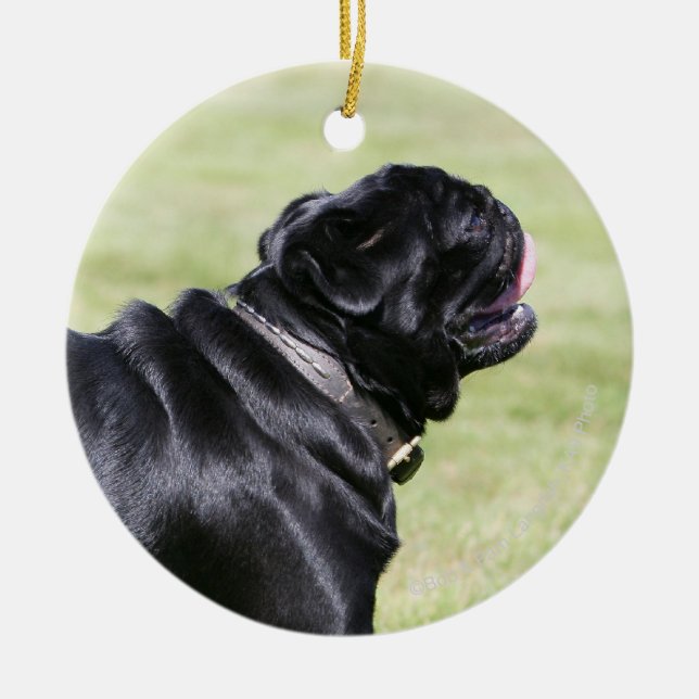 Ornamento De Cerâmica Pug preto que arfa ao andar (Frente)