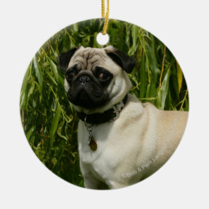 Ornamento De Cerâmica Pug que olha a câmera