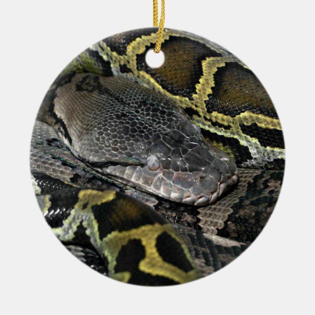 Ornamento De Cerâmica Python molurus bivittatus (Frente)