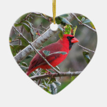 Quando um cardeal aparece um amado do céu é