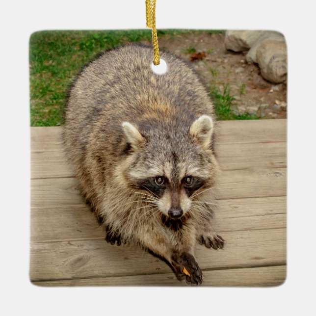 Ornamento De Cerâmica Raccoon com chip (Frente)