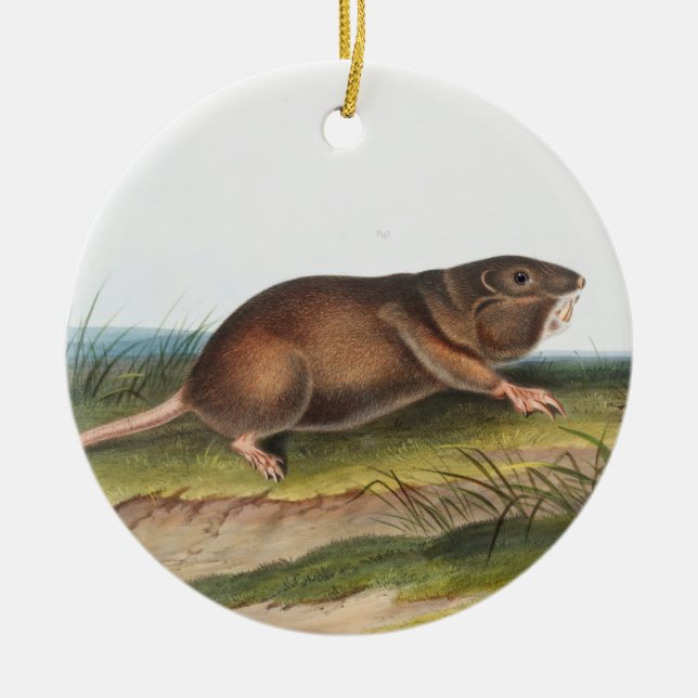Ornamento De Cerâmica Rato Meridional, Ilustração Shrew Mole (Frente)