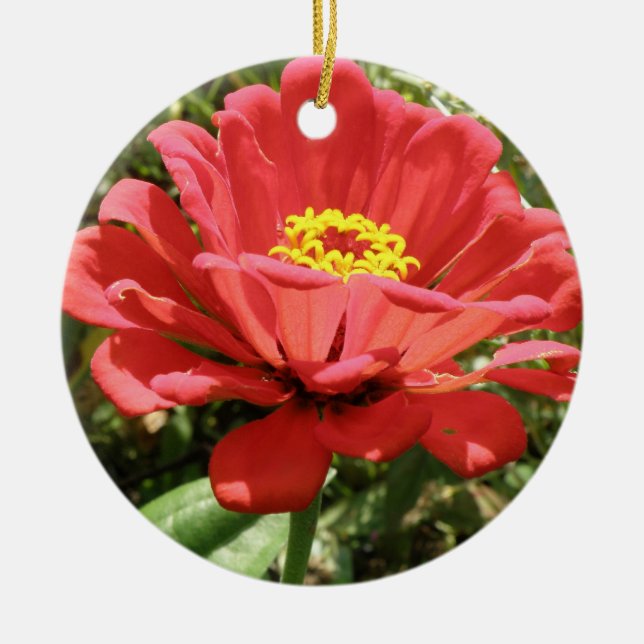 Ornamento De Cerâmica Red Zinnia Custom Birthday (Frente)