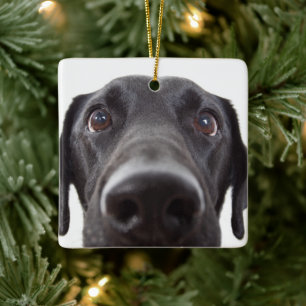Ornamento De Cerâmica Retrato de Closeup Black Labrador