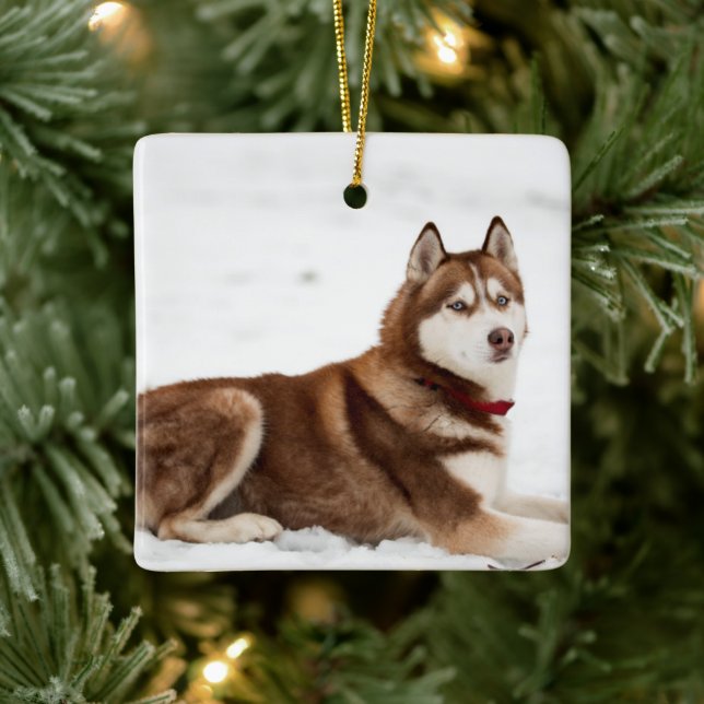 Ornamento De Cerâmica Retrato Husky Siberian Cute (Árvore)