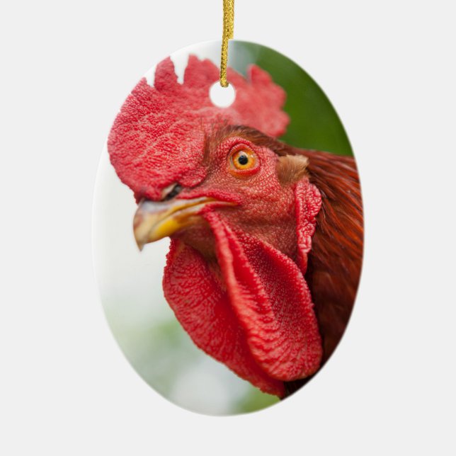 Ornamento De Cerâmica Rhode Island Red Rooster (Frente)
