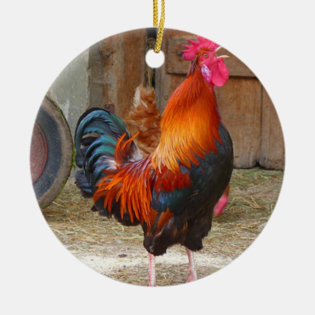 Ornamento De Cerâmica Rhode Island Red Rooster Crowing em Barnyard (Frente)