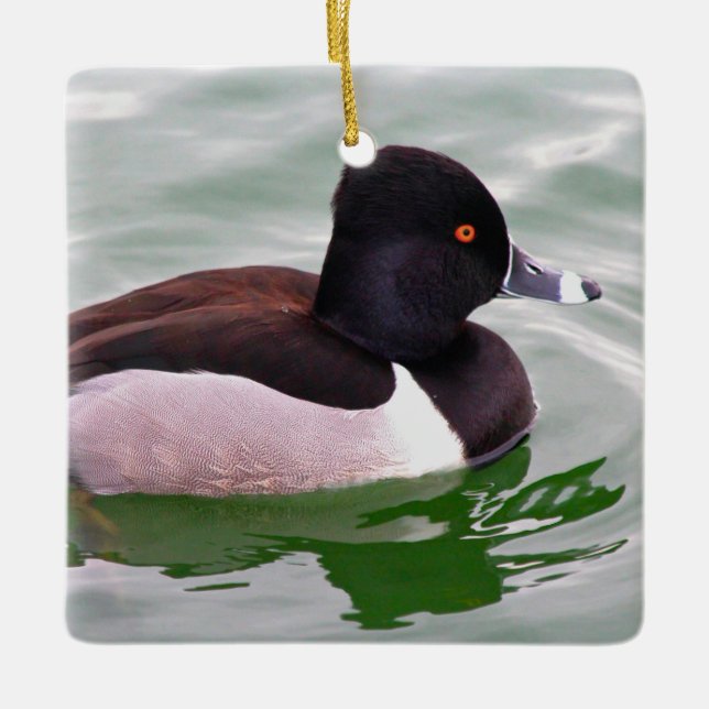 Ornamento De Cerâmica Ring Necked Duck (Frente)