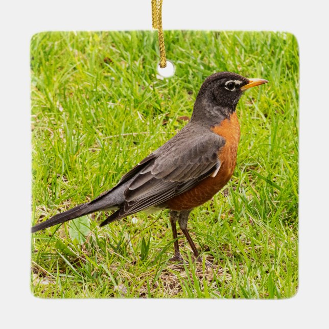 Ornamento De Cerâmica Robin Americano (Frente)