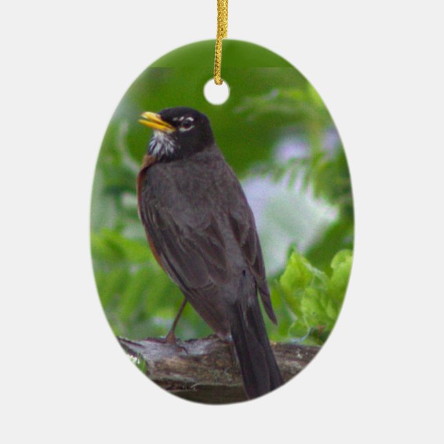 Ornamento De Cerâmica Robin Photo Ornament (Frente)