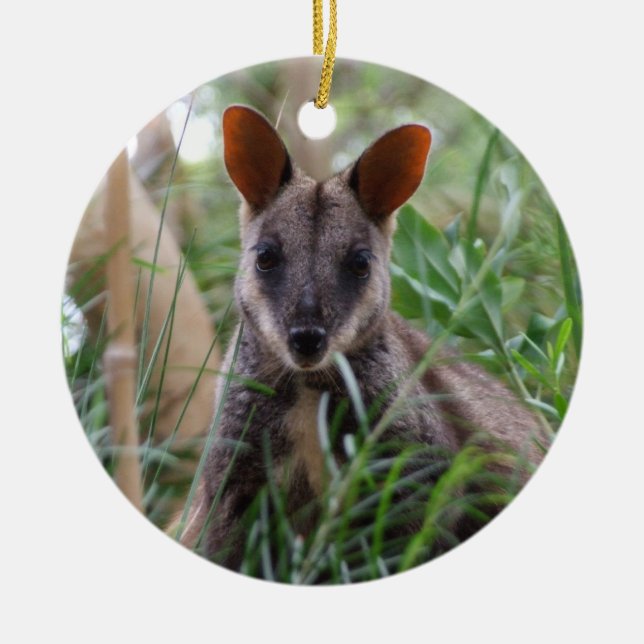 Ornamento De Cerâmica Rock Wallaby Ornament (Frente)