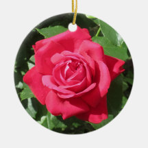 Rosa Vermelha