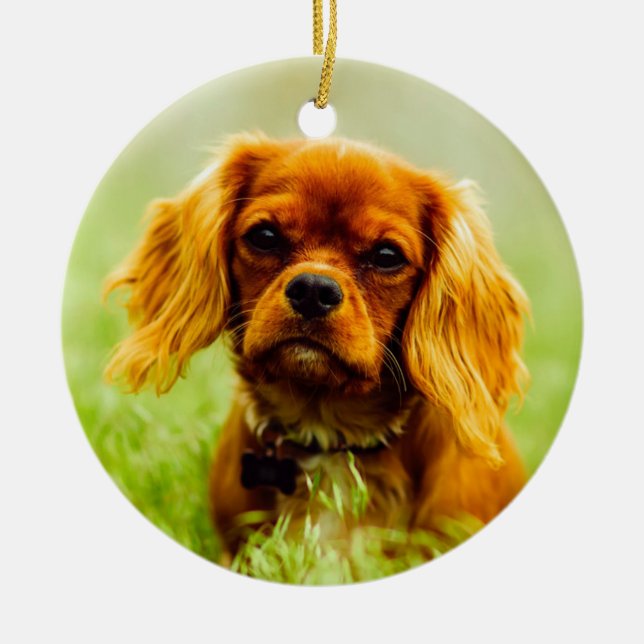 Ornamento De Cerâmica Ruby Cavalier King Charles Spaniel Dog (Frente)