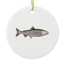 Salmões do Humpback (fase do oceano)