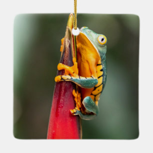 Ornamento De Cerâmica Sapo de Árvore Macaco de Pernas de Tigre Laranja 
