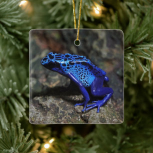 Ornamento De Cerâmica Sapo de dardos azuis, Sapo azul brilhante
