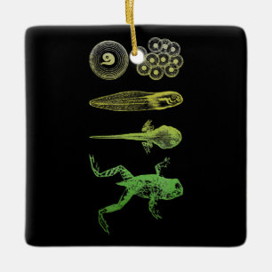 Ornamento De Cerâmica Sapo Tadpole Metamorfose Ciclo de Vida Biologia