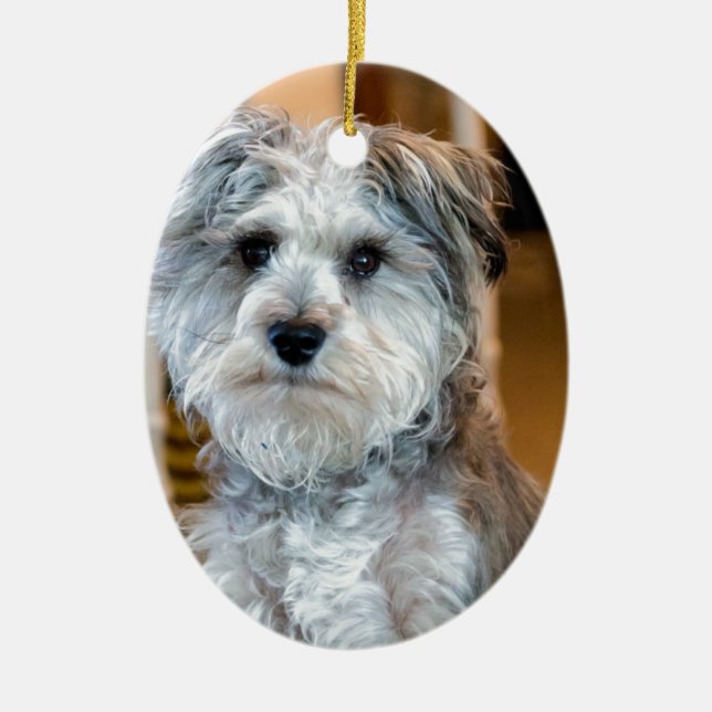 Ornamento De Cerâmica Schnauzer diminuto cinzento (Frente)