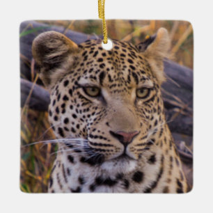 Ornamento De Cerâmica Sessão-leopardo, Botsuana, África