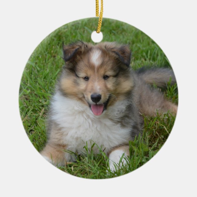 Ornamento De Cerâmica Shetland Sheepdog - Sheltie Puppy Dog (Frente)