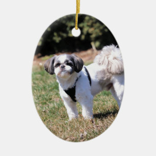 Ornamento De Cerâmica Shih Tzu