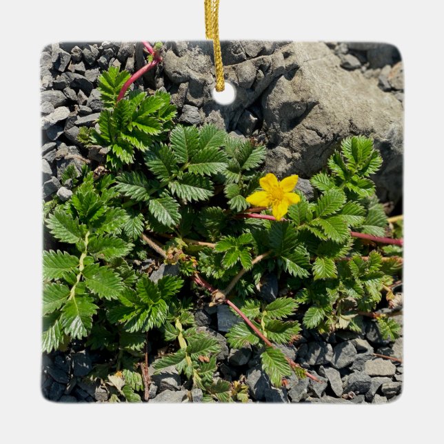 Ornamento De Cerâmica Silverweed Cinquefoil (Frente)