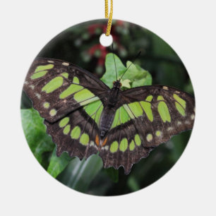 Ornamento De Cerâmica Siproeta stelenes