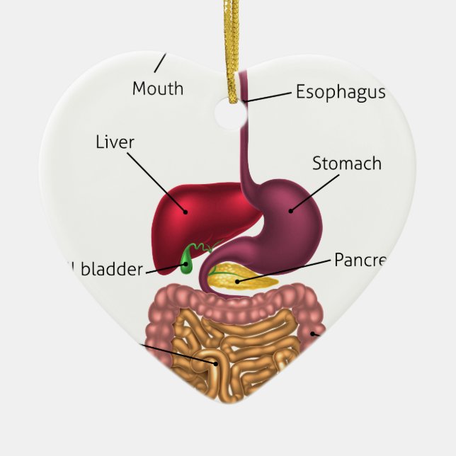 Ornamento De Cerâmica Sistema humano do tracto digestivo (Frente)