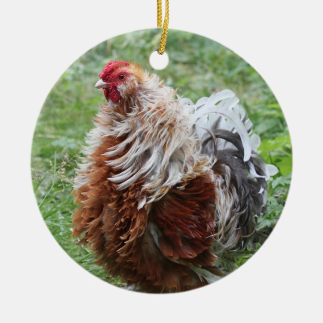 Ornamento De Cerâmica Sizzle Frizzle Fluffy Chicken (Frente)