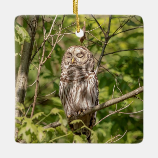 Ornamento De Cerâmica Sleepy Barred Owl (Frente)