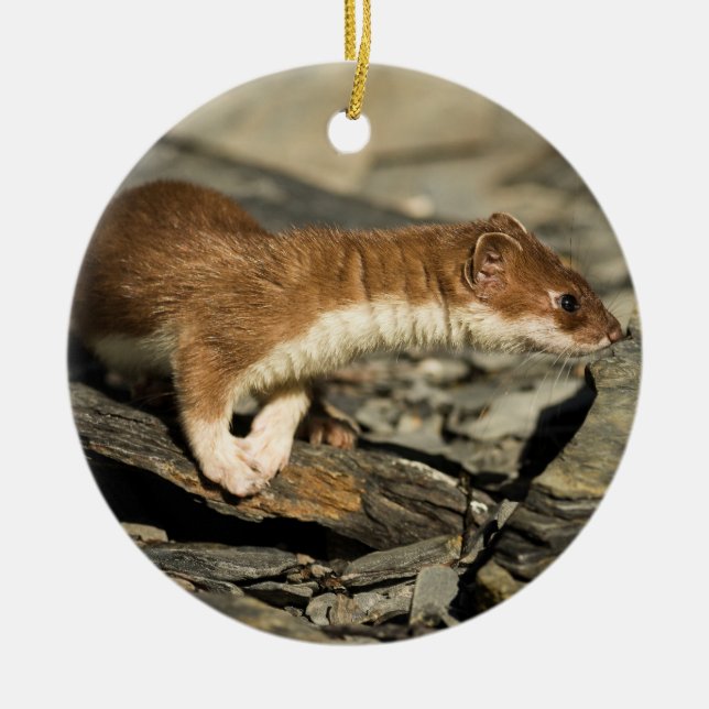 Ornamento De Cerâmica Sniffing Weasel (Frente)