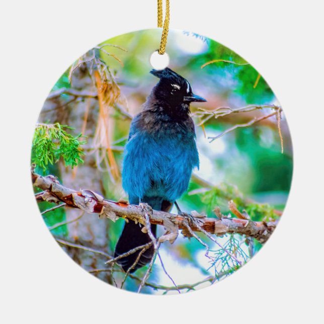 Ornamento De Cerâmica Steller's Jay - Fotografia original (Frente)