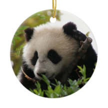 SU Lin, filhote de urso da panda gigante no jardim