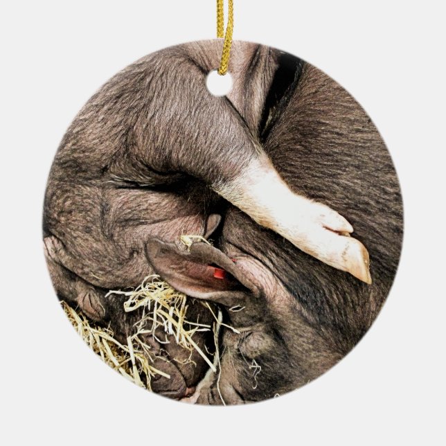 ORNAMENTO DE CERÂMICA SUÍNOS DE DORMIR CUTÂNEOS (Frente)