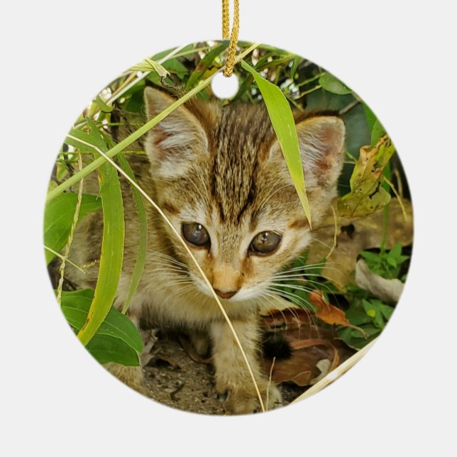 Ornamento De Cerâmica Tabby Kitten (Frente)