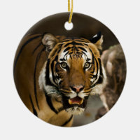 Tigre Siberiano