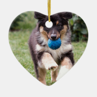 Ornamento De Cerâmica Tri filhote de cachorro australiano colorido do