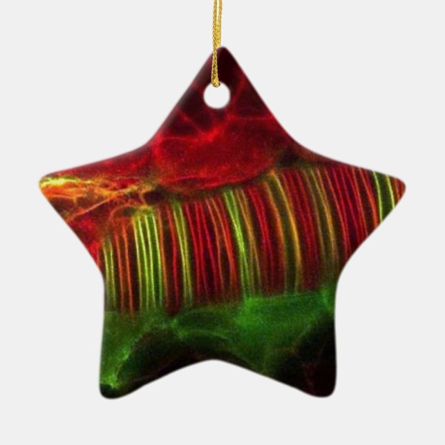 Ornamento De Cerâmica Tubo Neural (Frente)