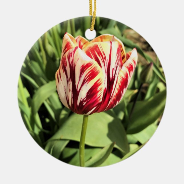 Ornamento De Cerâmica Tulipa vermelha e branca (Frente)
