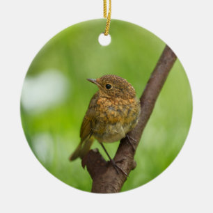 Ornamento De Cerâmica Um Bebê Robin Perchido Em Um Ramo