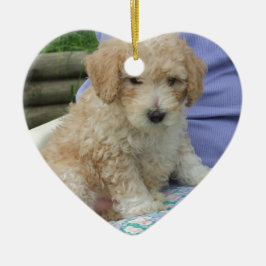 Ornamento De Cerâmica Um lindo cãozinho de cavapoo olhando seu caminho,