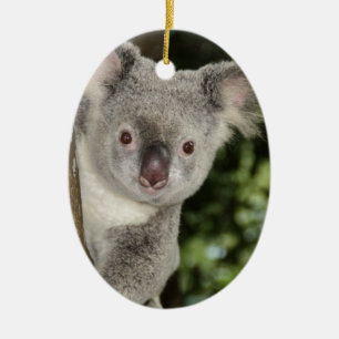 Ornamento De Cerâmica Urso koala da Austrália é um animal fofo