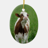 Vaca leiteira na Fazenda