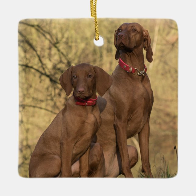 Ornamento De Cerâmica Vizsla Hound Dogs (Frente)