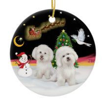Voo Noturno - Dois Bichon Frise